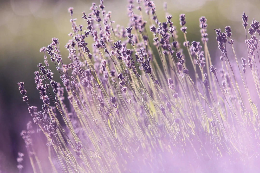 5 Science-Backed reasons plants are better for you