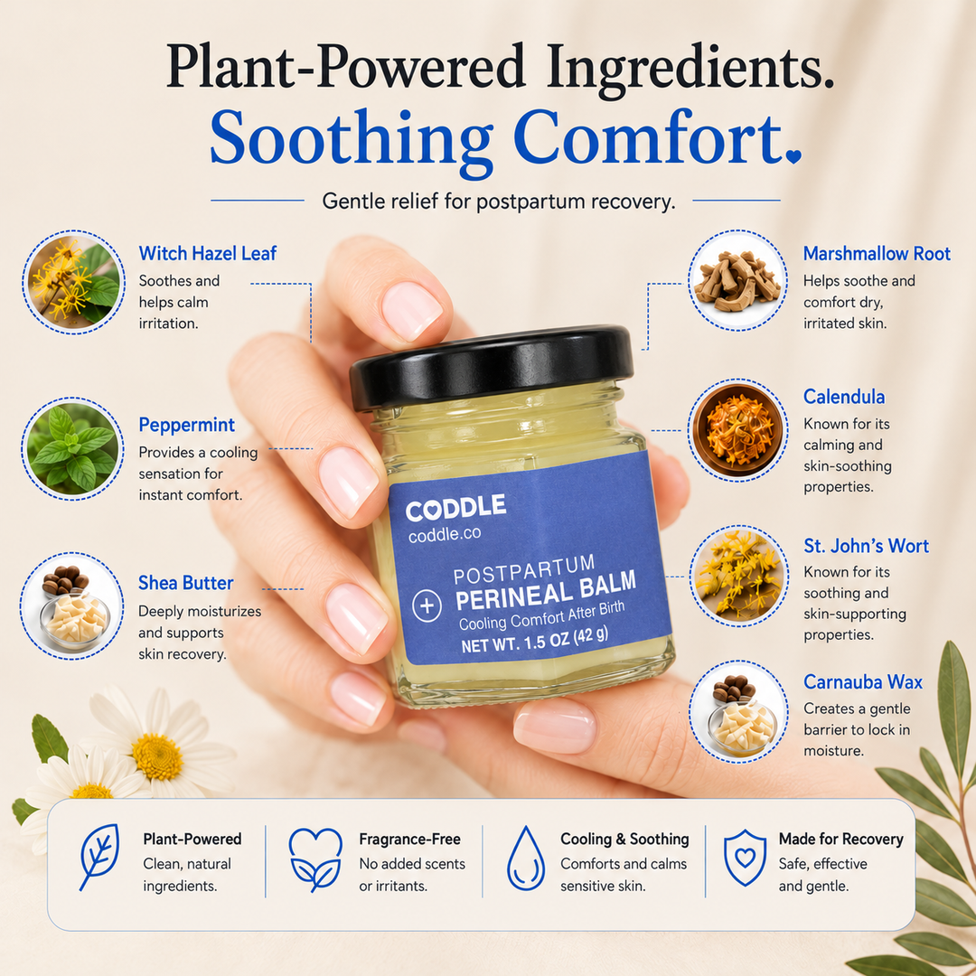 Hands holding a jar of CODDLE Postpartum Perineal Balm with ingredient callouts for witch hazel leaf, peppermint, shea butter, marshmallow root, calendula, St. John's wort, and carnauba wax, highlighting soothing postpartum recovery benefits.